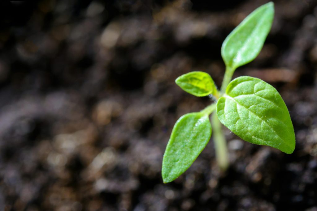 Gros plan éclatant d'un jeune plant de tomate qui germe dans le sol.
